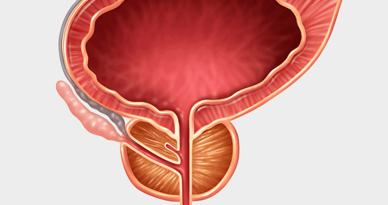 Organe de la Prostate v1